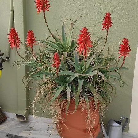 Apartament Areti' S *