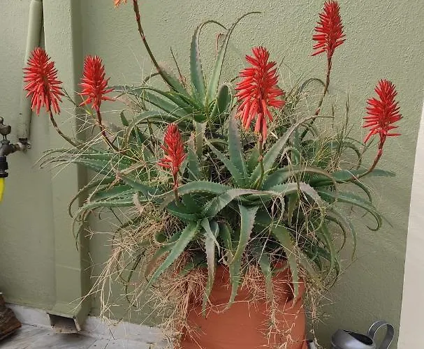 アパート Areti' S *